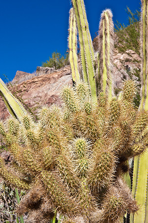 0031_La_Arizona_5L8Y5216