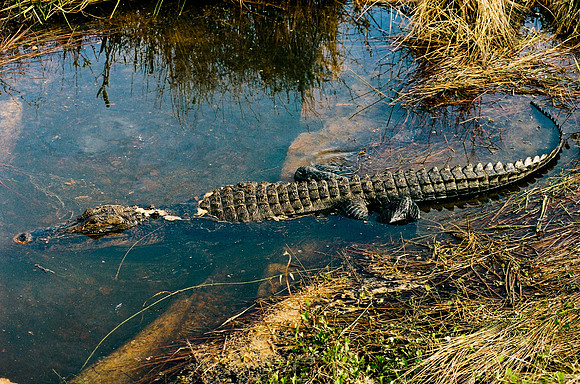84694_EVERGLADES 33942__Azuley-R8-11