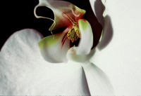 84577_SL_COLOR_WHITE_ORCHID_FL_06_15.tif
