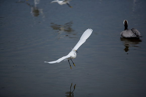 85545_ZV4N_7168_Miami_To_Sanibel_Island_FL