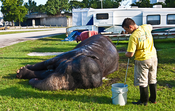 42588_Circus_Miami__Park__IMG_6394
