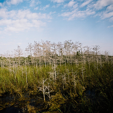 33931_FM_COLOR_SQ_EVERGLADES_FL_03_09.tif