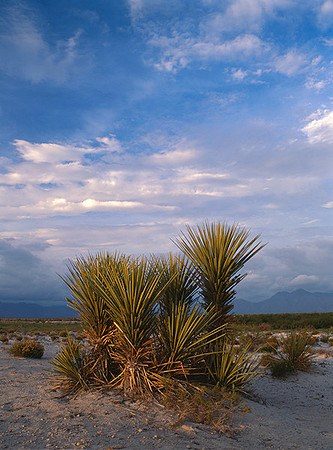 4000_20080719_ADS_Mexican_Landscape_Mexico_131