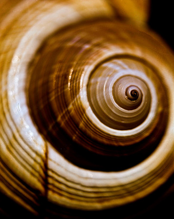 42463_FM_4X5_COLOR_GIANT_TUM_SHELLS_FL_04_08.jpg