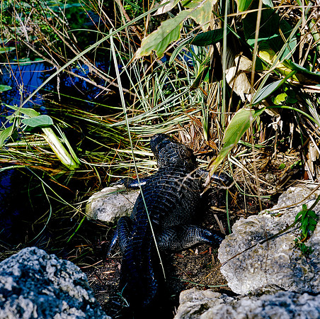 84694_EVERGLADES 33932_AZ1207-R4-E039