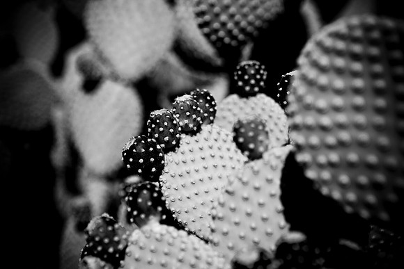 0031_La_Arizona_5L8Y5253