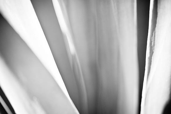 0031_La_Arizona_5L8Y5184