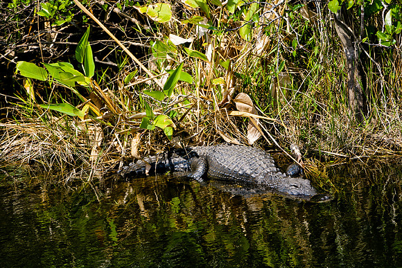 84673_ZV4N_1414_Everglades_Shark_Valley_FL_USA