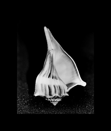 42432_Shells_D3_25_3_827_Blk