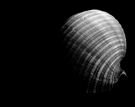 42450_Shells_C