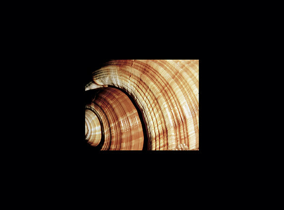 42463_Shells_A_16_20