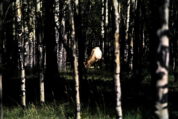 06823_B19_SL_COLOR_BISON_NAT_PARK_LAKE_LOUIS_VILLAGE_WS_97_04.jpg