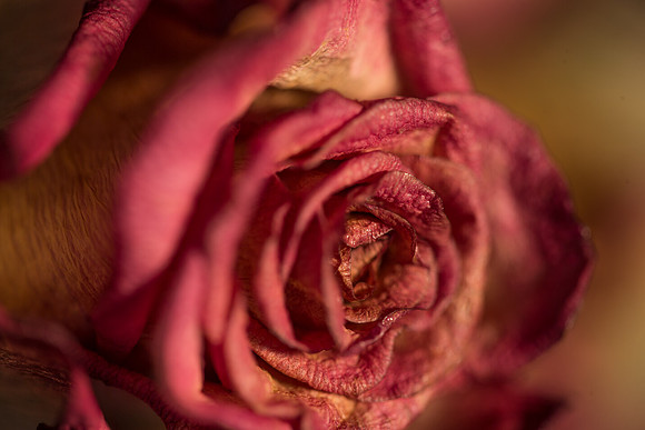 20140722_Roses_Dry_Studio_Shots_CG3P0313
