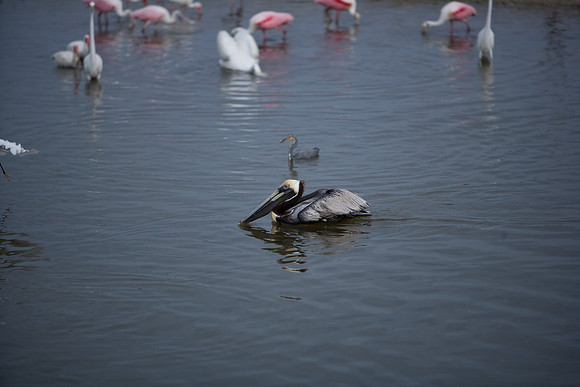 85545_ZV4N_7144_Miami_To_Sanibel_Island_FL