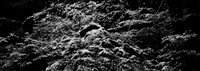7575_FM_BW_CA_RED_WOODS_01_3.jpg