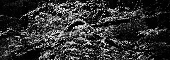 7575_FM_BW_CA_RED_WOODS_01_3.jpg