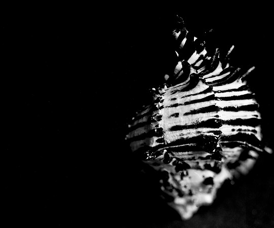 42455_FM_4X5_BW_BLACK_MUREX_SHELLS_FL_04_10.jpg