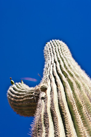 0031_La_Arizona_5L8Y5393