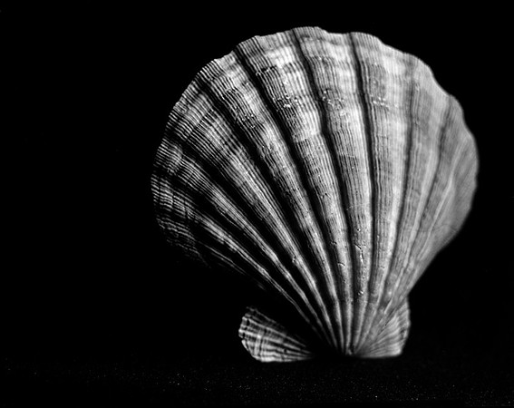 42452_C_Lion_Paw_Shells_