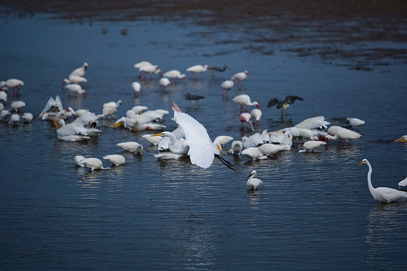 85544_ZV4N7063_Miami_To_Sanibel_Island_FL