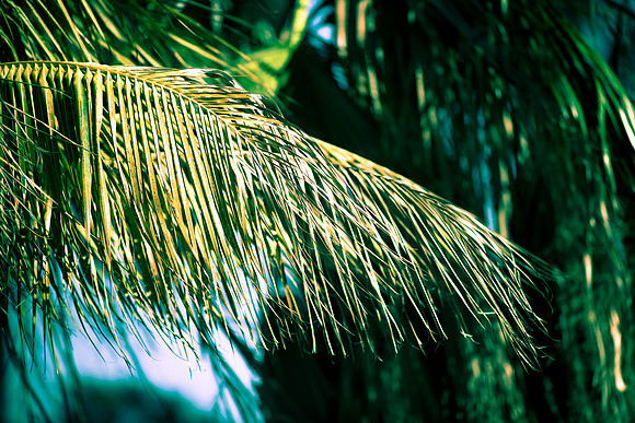 4975_DG_Palm_Tree_Fisher_Miami_FL_2010_IMG_1112