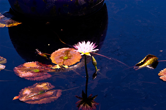 84775_DSC_0107_Fairchild_Garden_Miami_FL_USA
