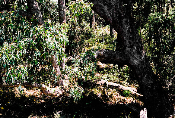 3906_FM_BOX_I_COLOR_35MM_NSM_AUSTRALIA_2008_11