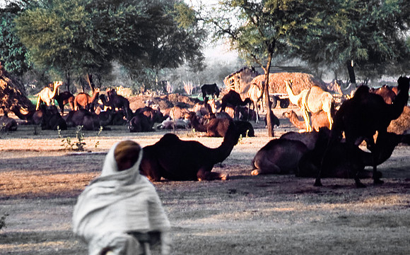 47300_SL_COLOR_INDIA_1987_5