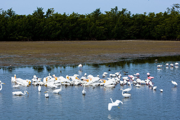 85540_ZV4N7090_Miami_To_Sanibel_Island_FL_Sanibel_FL_USA