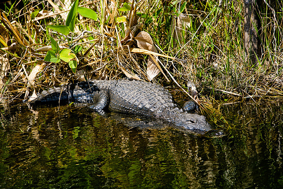 84673_ZV4N_1411_Everglades_Shark_Valley_FL_USA