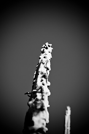 0031_La_Arizona_5L8Y5336