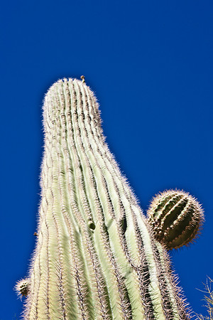 0031_La_Arizona_5L8Y5378