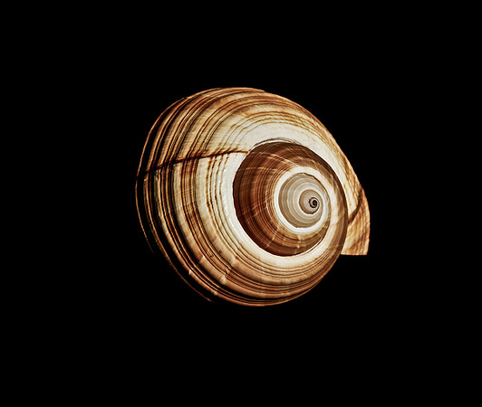 42464_FM_4X5_COLOR_GIANT_TUM_SHELLS_FL_04_21.jpg