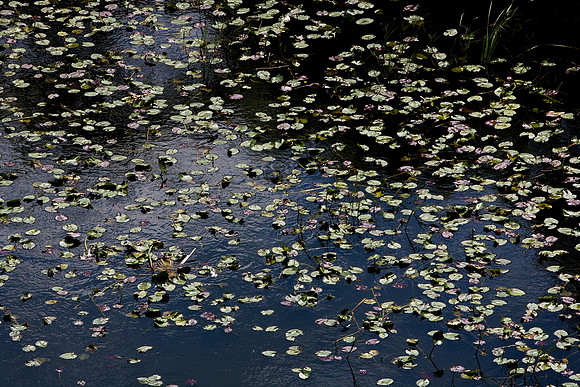 84673_ZV4N_1470_Everglades_Shark_Valley_FL_USA