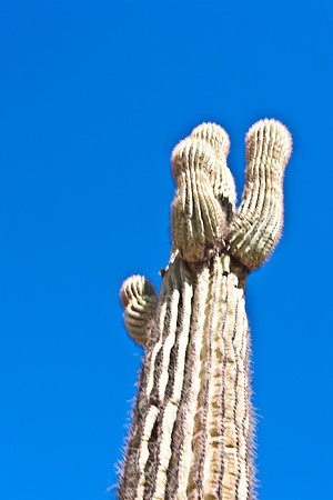 0031_La_Arizona_5L8Y5452