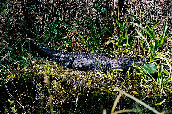 84694_EVERGLADES 33940__Azuley-R6-26A