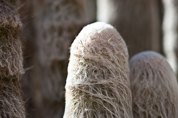 0031_La_Arizona_5L8Y5624