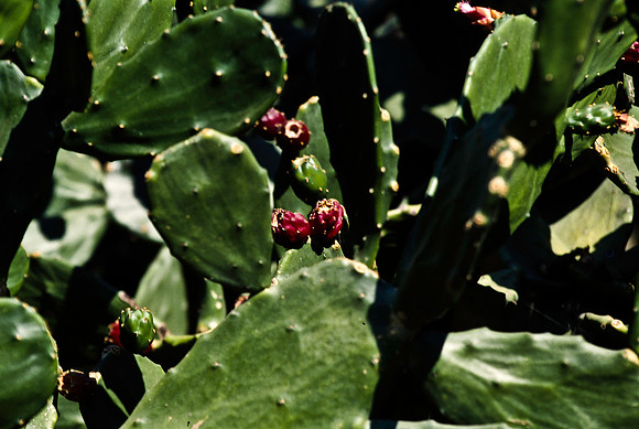 47922_B17_SL_COLOR_CAPISTANO_TO_SANTA_BARBARA_CA_97_03.jpg