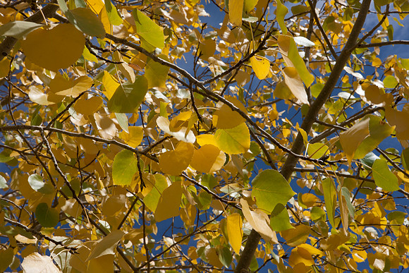 0019_Aspen_To_Jackson_Hole_Wyoming_5L8Y6789