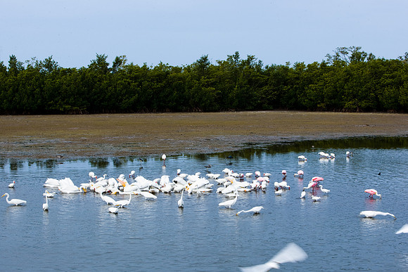 85540_ZV4N7089_Miami_To_Sanibel_Island_FL_Sanibel_FL_USA