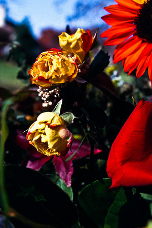 0337_FM_COLOR_MINESOTA_99_51.jpg