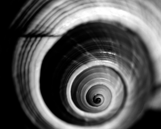 42425_Shells_A