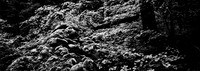 7575_FM_BW_CA_RED_WOODS_01_5.jpg