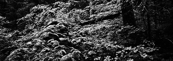 7575_FM_BW_CA_RED_WOODS_01_5.jpg