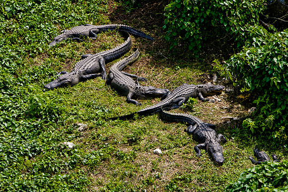 84673_ZV4N_1454_Everglades_Shark_Valley_FL_USA