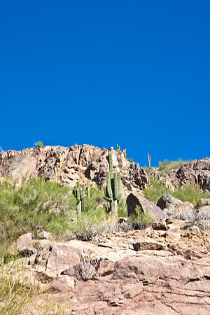 0031_DG_Cactus_Scottsdale_AZ_USA_2009_5L8Y5203