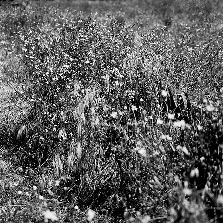 36086_FM_BW_OUT_OF_FOCUS_MENDECINO_CA_03_09.tif