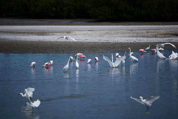 85540_ZV4N7057_Miami_To_Sanibel_Island_FL_Sanibel_FL_USA
