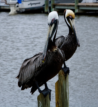 85538_20080323-ZV4N8019_Miami_To_Sanibel_Island_Florida_Everglades_FL_USA