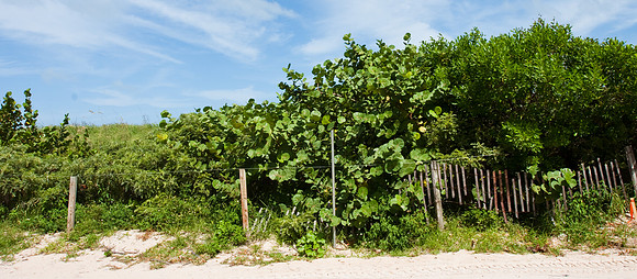 2904_20080911-South_Beach_Samuel_Constraction_S5__MG_7555